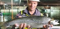 Florida Atlantic salmon? Recirculating aquaculture systems without antibodies or vaccinations poised to spur boom in in-land fish farming