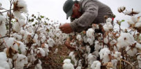‘Lose-lose situation’: Facing unprofitable organic farming, Mexico cotton growers resort to illegally planting GMO seeds