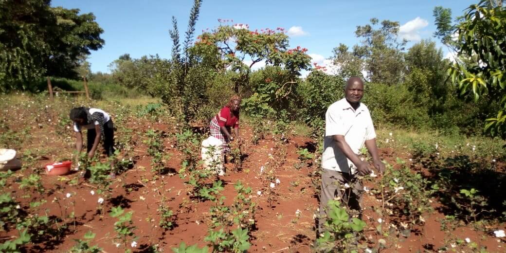 mugo magondu picks bt cotton in his kirinyaga farm