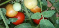 Engineered tomatoes kill whiteflies by ‘silencing’ gene that protects them from pesticides