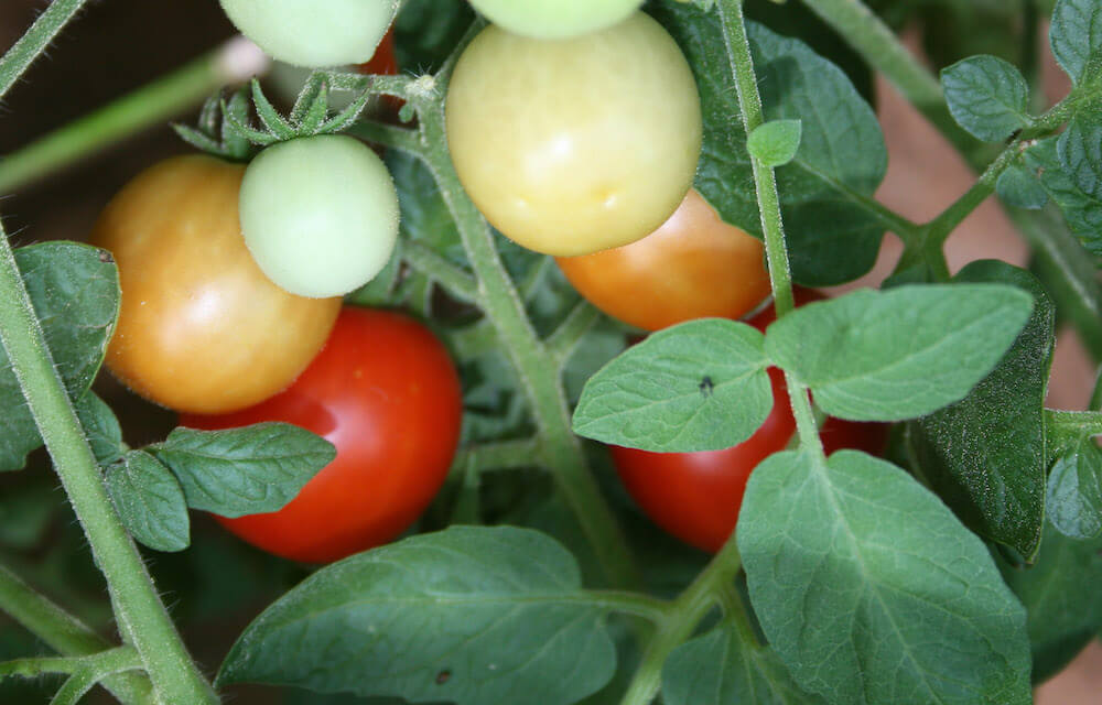 Engineered tomatoes kill whiteflies by ‘silencing’ gene that protects them from pesticides