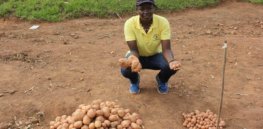 Banned in Uganda: While the Irish potato faces disease and climate change, politics stymie farmers eager to adopt still unapproved GM seeds