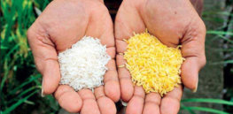 GM Golden Rice yield and grain quality comparable to conventional counterparts, field studies show
