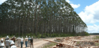 Global warming causing eucalyptus trees, used for lumber, to invade native ecosystems. CRISPR gene editing could prevent that
