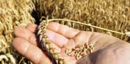 Draught-wracked Australia and Asia: Still unapproved sustainable genetically-engineered wheat poised for approval in Brazil could address climate change disruptions