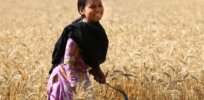 Zinc-fortified wheat set to boost access to essential mineral for millions of poor people