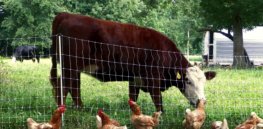 Viewpoint: ‘Trading one moral catastrophe for another’ — Why swapping beef for chicken won’t fix animal agriculture’s ‘devastating’ environmental impact
