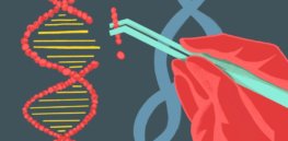 Is there a difference between a gene-edited organism and a 'GMO'? The question has important implications for regulation