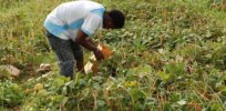 Viewpoint: 2,000 Nigerian farmers are reaping benefits from genetically modified Bt cowpea. Other African countries could leverage similar biotechnology tools