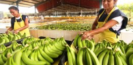 ‘Last and only hope’: With global banana crop under siege from fungal disease, CRISPR may be only remaining solution