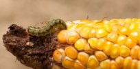 ‘Gene hacking’ fall armyworm moths: Biotech company Oxitec behind Florida Keys gene drive mosquitoes approved for pest-release test run in Brazil