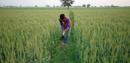 ‘Carbon is not our enemy but our ally’: Here’s a living laboratory in India studying how crop and livestock farmers can address agriculture’s adverse climate impacts