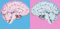 Viewpoint: ‘Dump Dimorphism’ — Challenging orthodoxy, neuroscientists claim 30 years of studies show ‘no meaningful male-female brain differences’