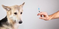 Russia approves first animal COVID vaccine to protect vulnerable species and thwart viral mutations