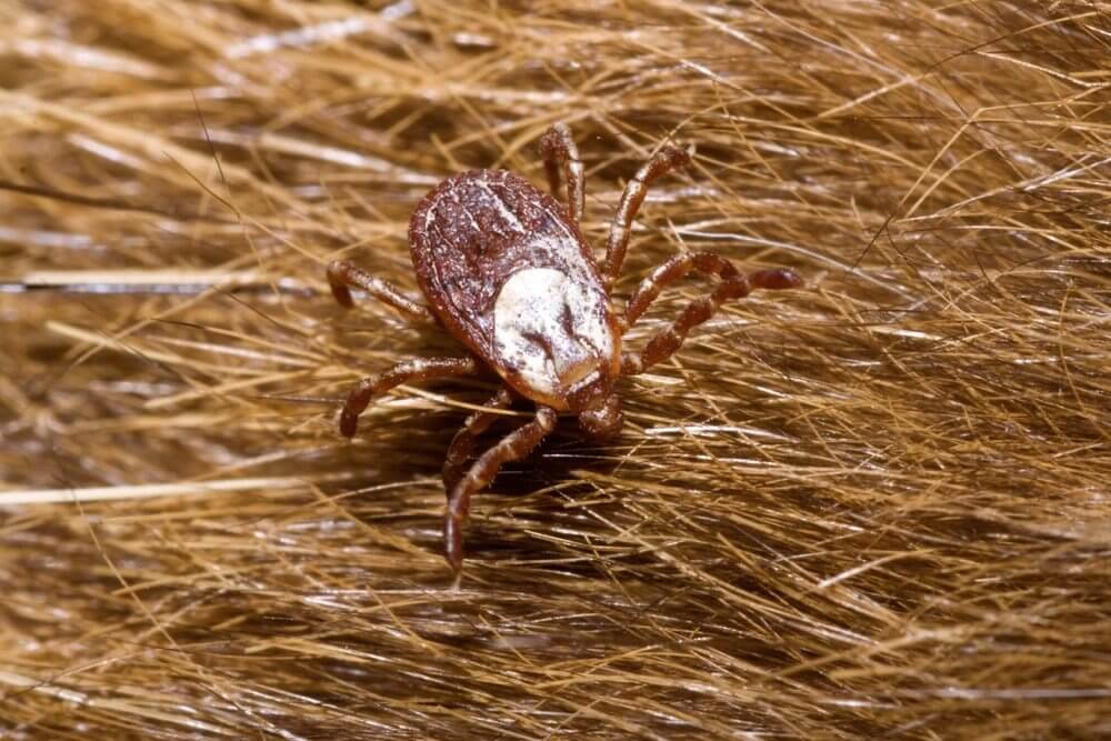 insect rocky mountain wood tick gettyimages milehightraveler