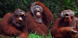Podcast: Is laughter unique to humans? No, other animals evolved the same play behavior. Here are some examples