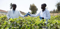 Kenya looks to gene editing to grow its key food crops