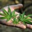 Facts & Fallacies podcast: Legalized weed drives drug addiction, psychosis?