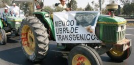 Mexican judge upholds 2024 ban of GMO corn and glyphosate, threatening to upend US trade relationship