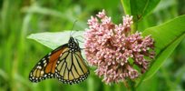 Podcast — 'We're growing food now in a way that doesn't leave room for other biodiversity':  How GMO crops are affecting the monarch butterfly and what can be done about it