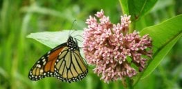 Podcast — 'We're growing food now in a way that doesn't leave room for other biodiversity': How GMO crops are affecting the monarch butterfly and what can be done about it