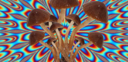 ‘Magic mushroom’ migraine relief? Single dose of psilocybin shows significant impact in reducing intractable headaches