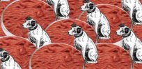 ‘If cats and dogs made up their own country, they would rank fifth in meat consumption.’ Cell-based meat poised to cut pet food industry’s carbon footprint
