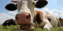 Methane emissions from burping cattle are major contributor to global warming. Here’s an innovative way to address that using a ‘cow cocktail’