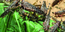 Africa cracks down on ravenous locust swarms by ignoring Greenpeace’s anti-pesticide rhetoric