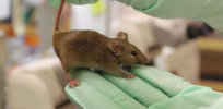 Israeli scientists have used gene editing to extend the life expectancy of mice by 23 percent. Can it be done to humans?