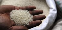 Edible cholera vaccine made from genetically modified rice may be on the way