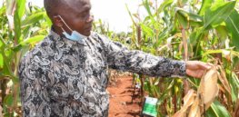 Kenya on track to commercialize GM maize by 2022 to increase yields, cut pesticide use