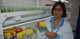 How CRISPR could revolutionize banana farming and spur sustainable agriculture in Africa