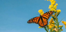 How California is teaming up with conservation groups to rescue the western monarch butterfly from extinction