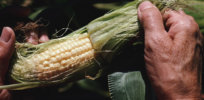 GMO prohibition: Many farmers want GE crops so badly, they'll grow them illegally