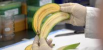 Genome editing helps African researchers develop disease-resistant banana varieties