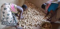 Viewpoint: Kenya needs hundreds of thousands more tons of corn to feed the country’s population. Lifting the GMO ban is a great first step