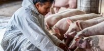 CRISPR offers hope for controlling African swine fever