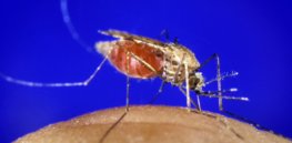 CRISPR gene editing on the cusp of adding new gene drive tools to control disease-carrying mosquitoes