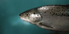 Fast-growing genetically modified salmon arrives in South America, as Brazil approves AquaBounty fish sales