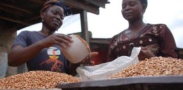 Zambia’s biosafety authority set to destroy 2,000 tons of GMO seeds in accordance with country’s ban