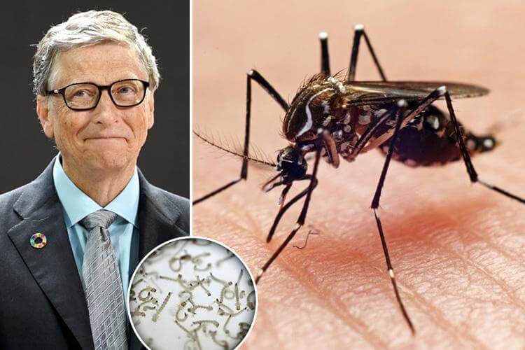 Is Bill Gates behind the release of diseasefighting sterile GMO