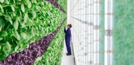 Video: To feed nearly 8 billion people, we need to grow more food on less land. Vertical farming could increase yields by up to 700%