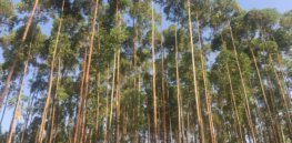 Gene editing can prevent eucalyptus from becoming invasive