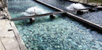 Viewpoint: Is aquaculture good for the planet? Here's a carbon footprint sustainability snapshot