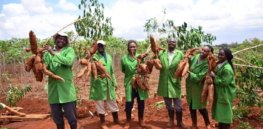Kenya approves disease-resistant GMO cassava