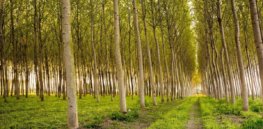 These genetically-modified poplars are easier to cut down — and can produce more bioethanol