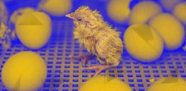 Billions of baby male chicks are slaughtered every year because they can’t lay eggs. Here’s how CRISPR gene editing could prevent them from being culled after birth