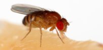 Video: Here’s how synthetic flies could become a major tool in the quest to control insect-borne diseases