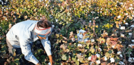 In civil disobedience challenge to ongoing GMO ban, Indian farmers’ union illegally provides herbicide-resistant cotton seeds to farmers